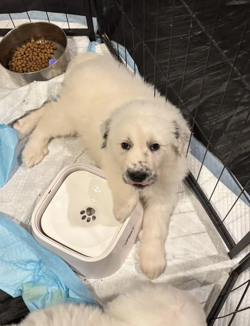 A baby large-sized male Anatolian Shepherd dog named Speck DFW for adoption in Quinlan, TX