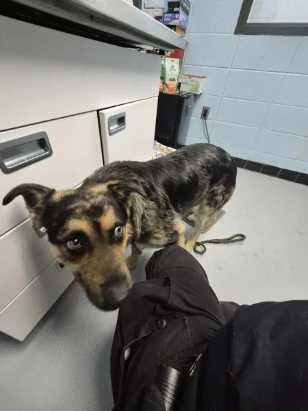 A young large-sized male Shepherd dog named Pen  Monty for adoption in Lawrenceville, GA