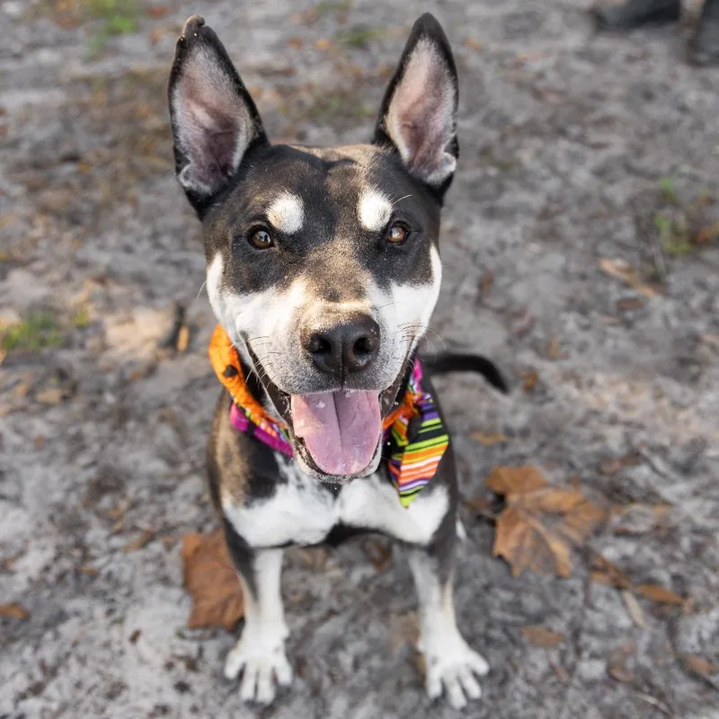 An adult medium-sized male Black Mixed Breed dog named Cruz for adoption in Gainesville, FL