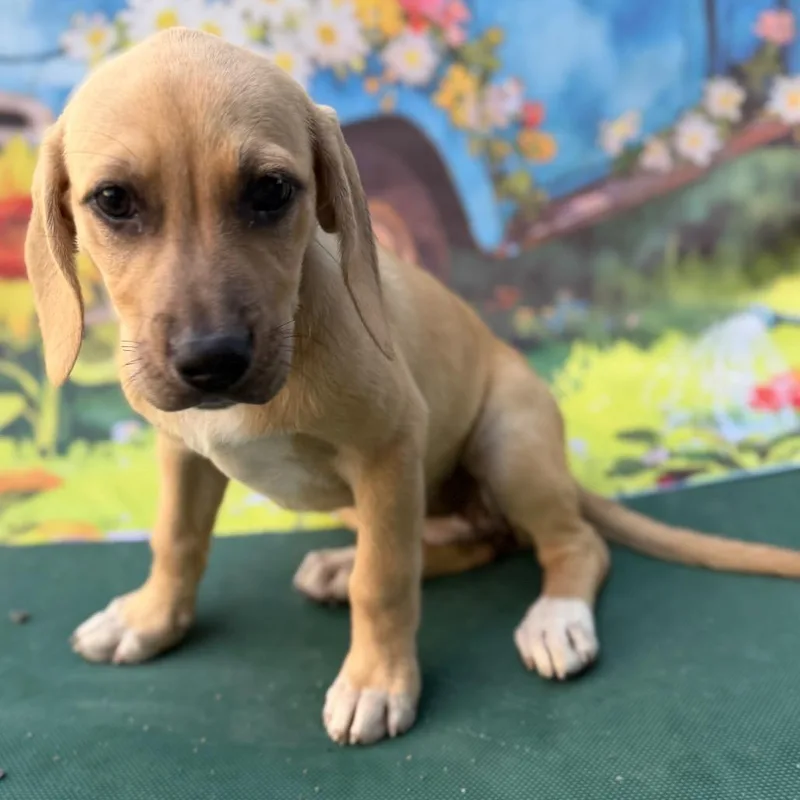 A baby small-sized female Apricot / Beige Beagle dog named Clover for adoption in Aledo, TX