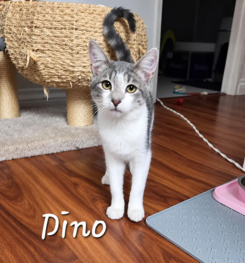 A baby medium-sized male Gray & White Domestic Short Hair cat named Dino for adoption in Hawthorne, CA