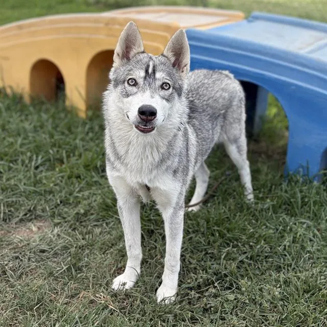 A young large-sized female Siberian Husky dog named Prissy for adoption in Modesto, CA