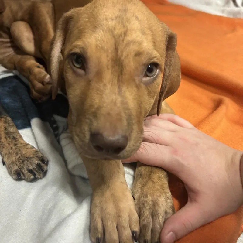 A baby medium-sized male Yellow / Tan / Blond / Fawn Mixed Breed dog named Croissant for adoption in Pensacola, FL