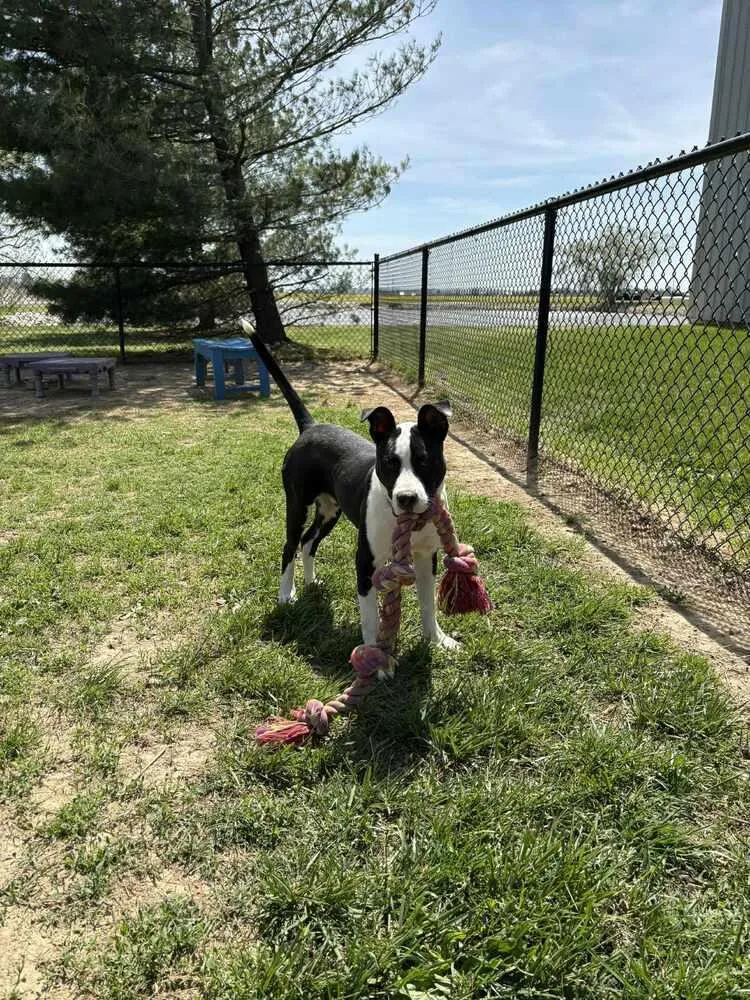 A young medium-sized male Tricolor (Brown, Black, & White) Pit Bull Terrier dog named Roscoe Tippy for adoption in Evansville, IN