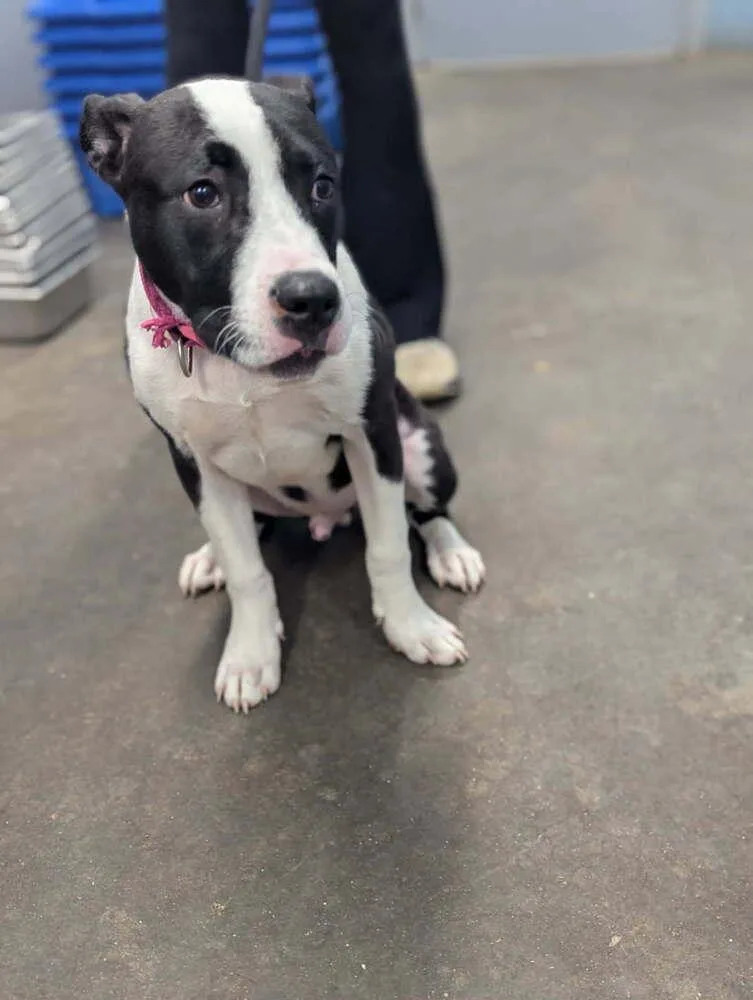 Roscoe Tippy thumbnail 2