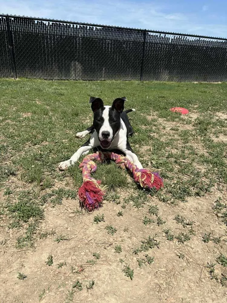 Roscoe Tippy thumbnail 3