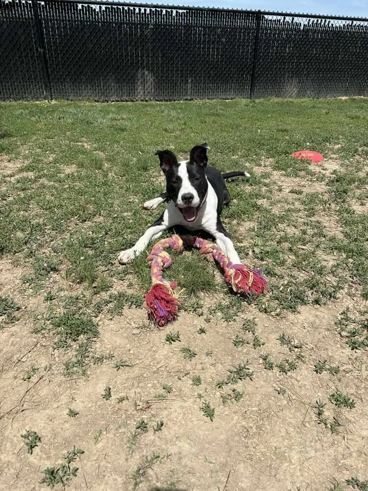 Roscoe Tippy thumbnail 4