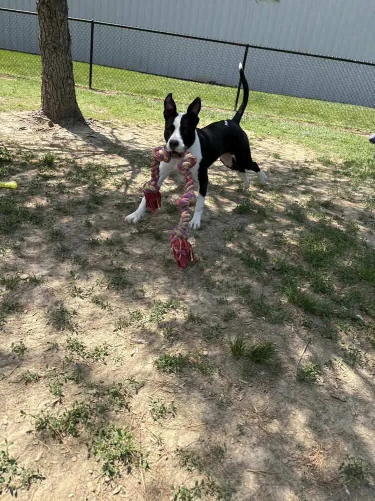 Roscoe Tippy thumbnail 5