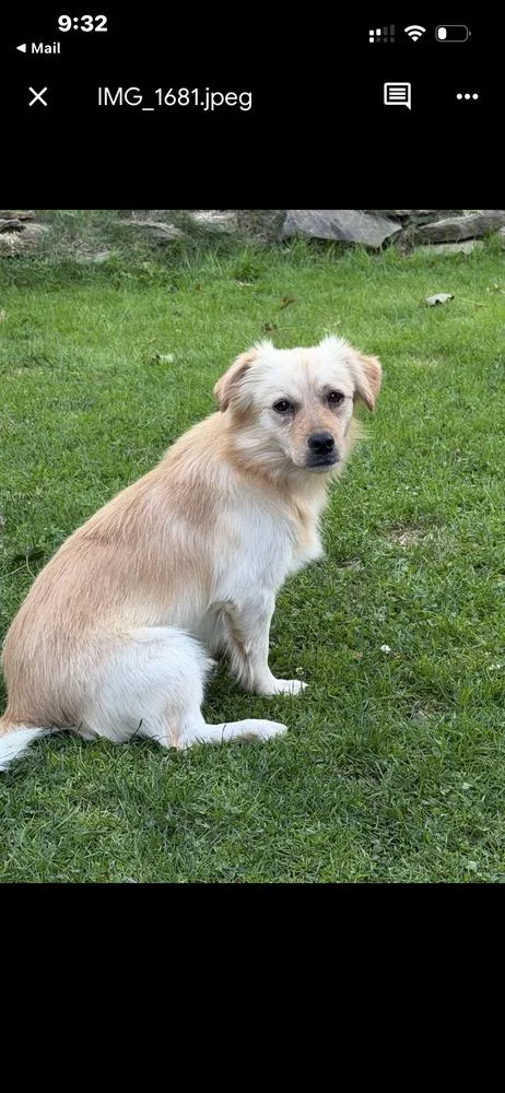 An adult small-sized male Chihuahua dog named Elmer for adoption in Jefferson Hills, PA