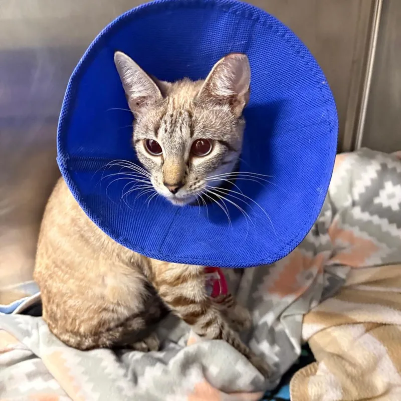 A young medium-sized female Gray / Blue / Silver Siamese cat named Lunita for adoption in West Palm Beach, FL