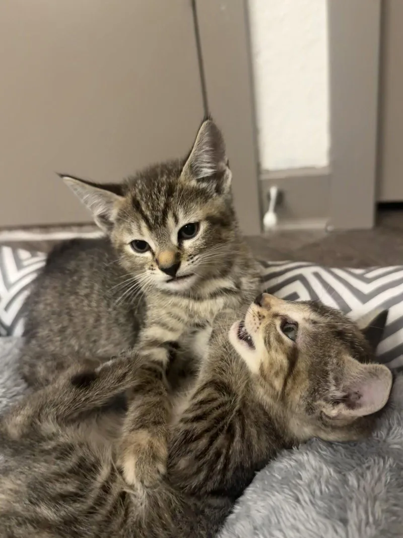 A young medium-sized female Domestic Short Hair cat named Rae for adoption in Orlando, FL