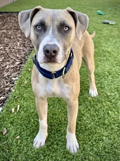 An adult medium-sized male Mixed Breed dog named Klinger for adoption in Washington, DC