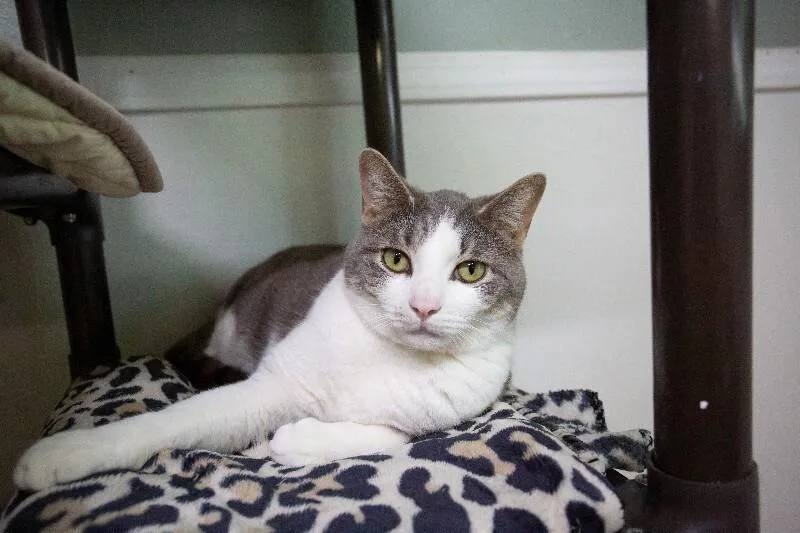 An adult medium-sized male Gray & White Domestic Short Hair cat named Ghost for adoption in Arlington, WA