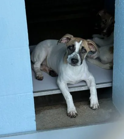 A baby small-sized female Parson Russell Terrier dog named Sally for adoption in Killeen, TX