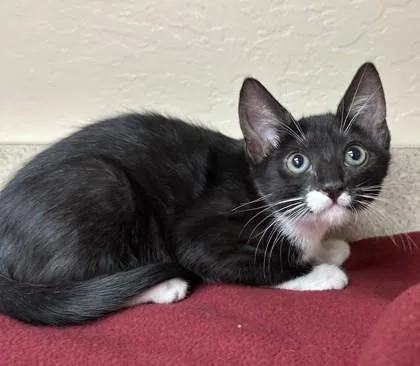 A young small-sized female Domestic Short Hair cat named Gigi for adoption in Phoenix, AZ