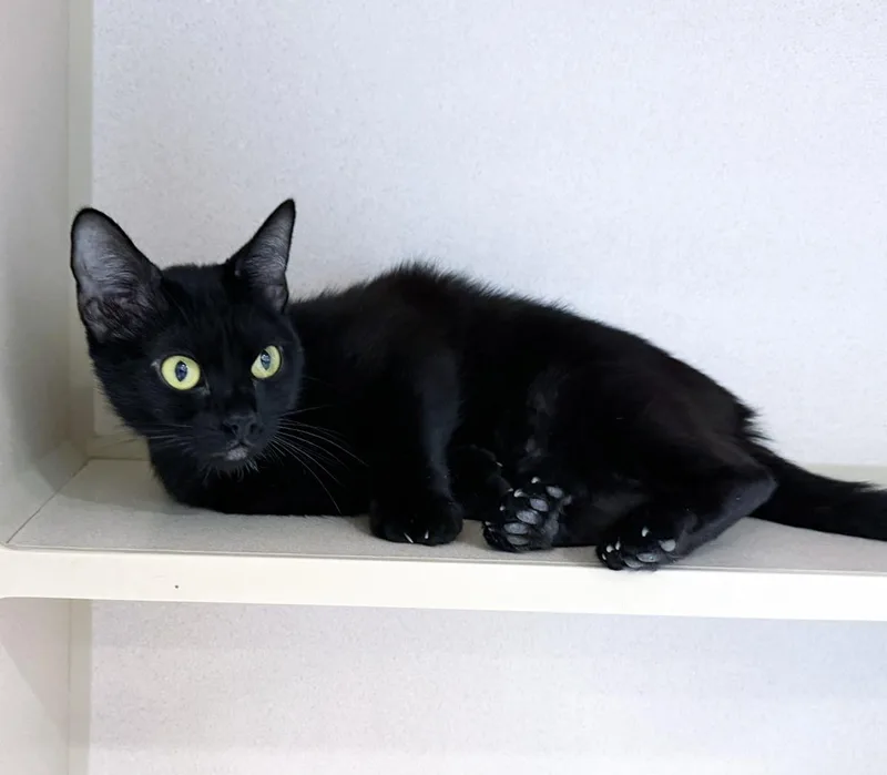 A young medium-sized female Black Domestic Short Hair cat named Qi'Ra for adoption in San Clemente, CA