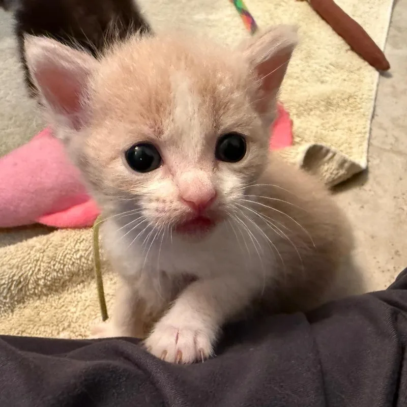 A baby small-sized female Buff / Tan / Fawn Domestic Short Hair cat named Marie for adoption in Franklin, TN