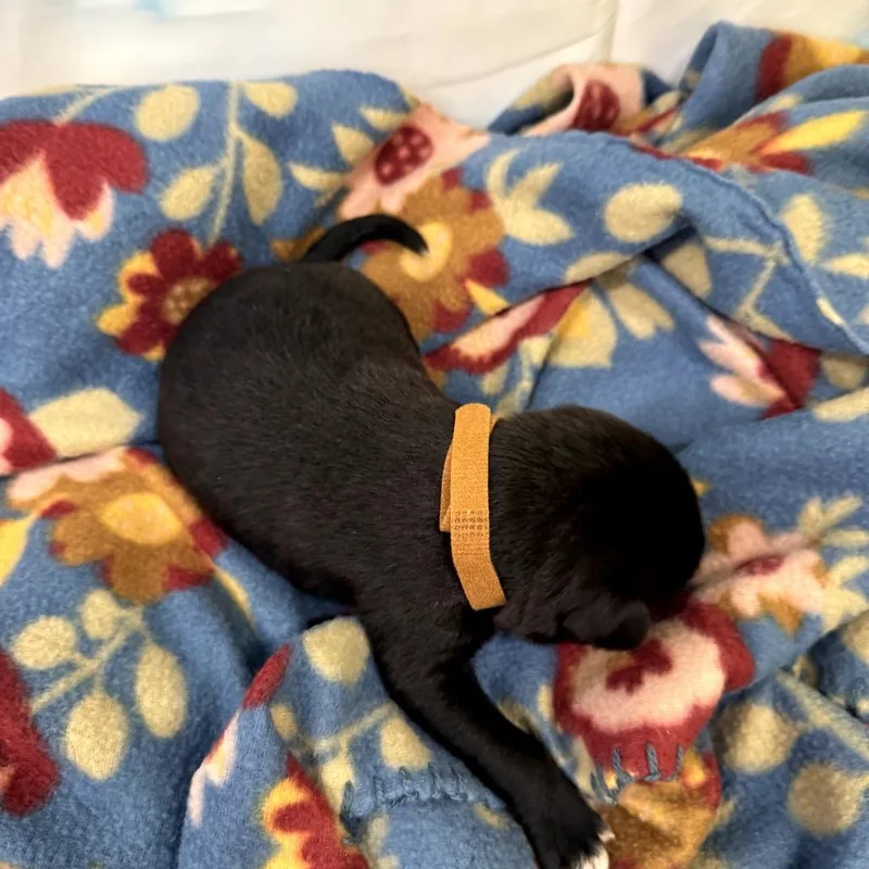 A baby medium-sized male Black Labrador Retriever dog named Mater for adoption in North Bend, OR
