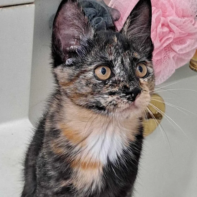 A baby small-sized female Tortoiseshell Domestic Short Hair cat named Artemis for adoption in Glenfield, NY