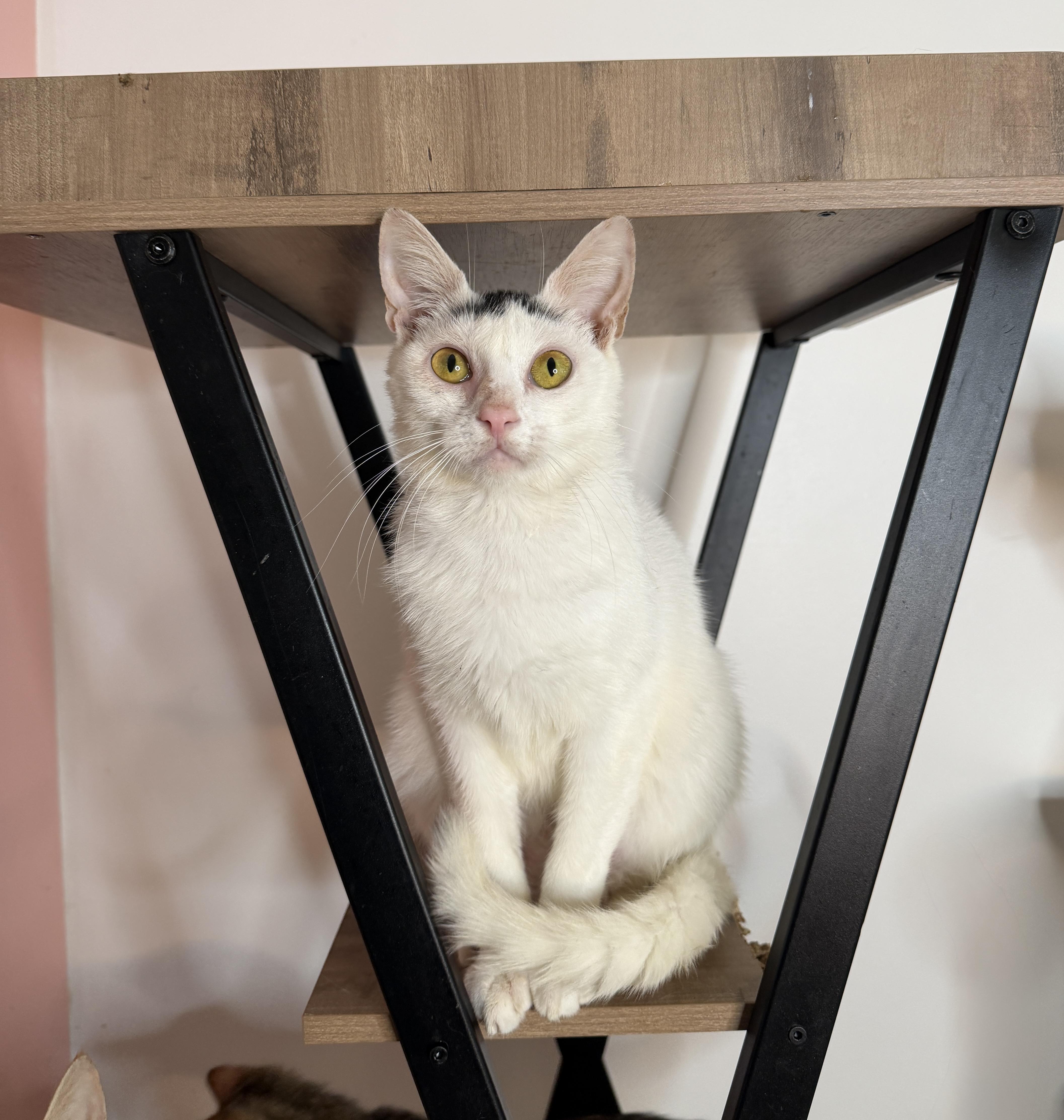 A young medium-sized male White Domestic Short Hair cat named Sprout for adoption in New York, NY