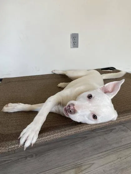 An adult medium-sized female Mixed Breed dog named Harper for adoption in South Bend, IN