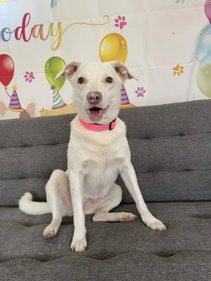 Harper thumbnail 3