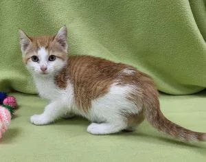 A young medium-sized female Domestic Short Hair cat named Darlene for adoption in Bucyrus, OH