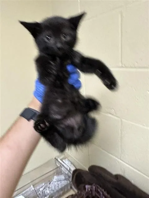 A baby small-sized male Domestic Short Hair cat named Clue for adoption in Sacramento, CA
