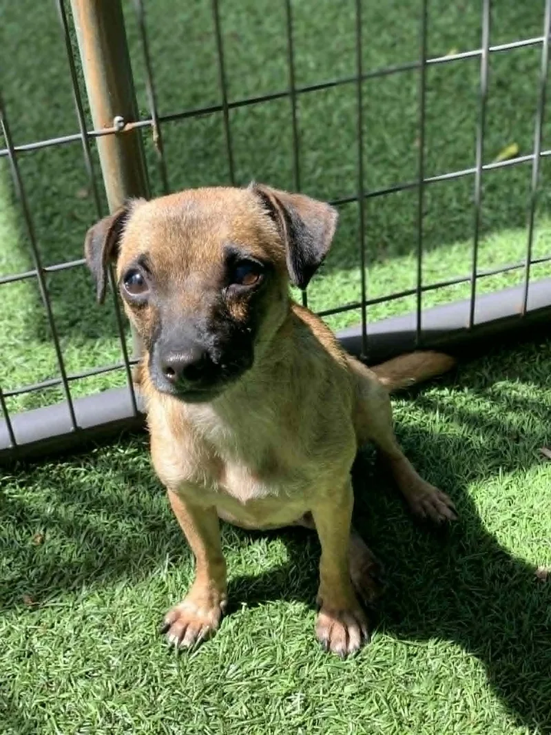 An adult small-sized female Brown / Chocolate Chihuahua dog named Norma for adoption in Blue Bell, PA