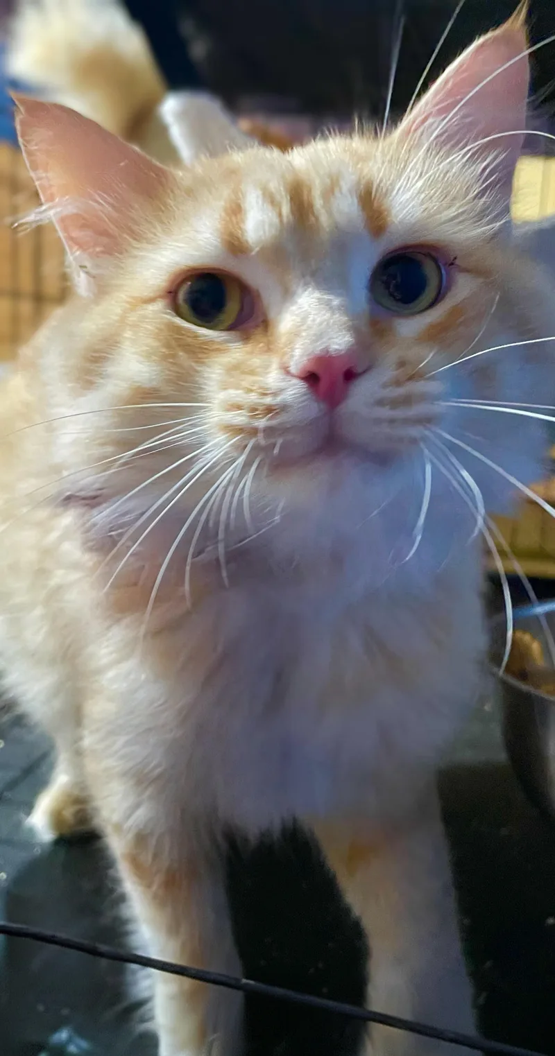 A young small-sized male Orange & White Domestic Long Hair cat named Jackson for adoption in Syosset, NY