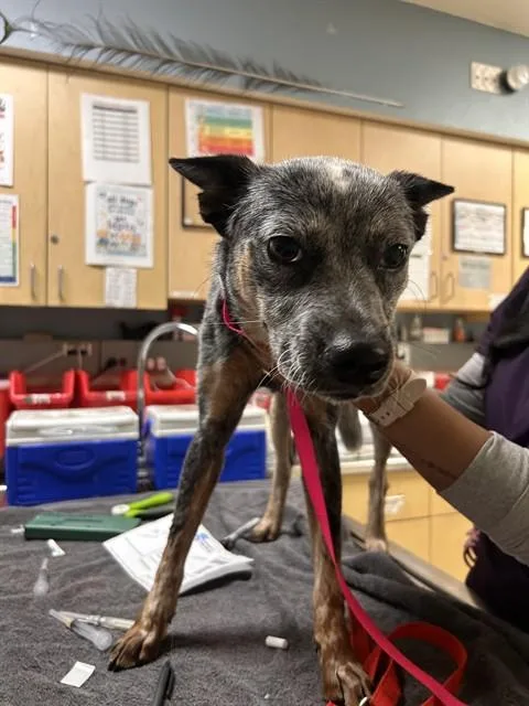 A young small-sized female Australian Cattle Dog / Blue Heeler dog named Applepye for adoption in Riverside, CA