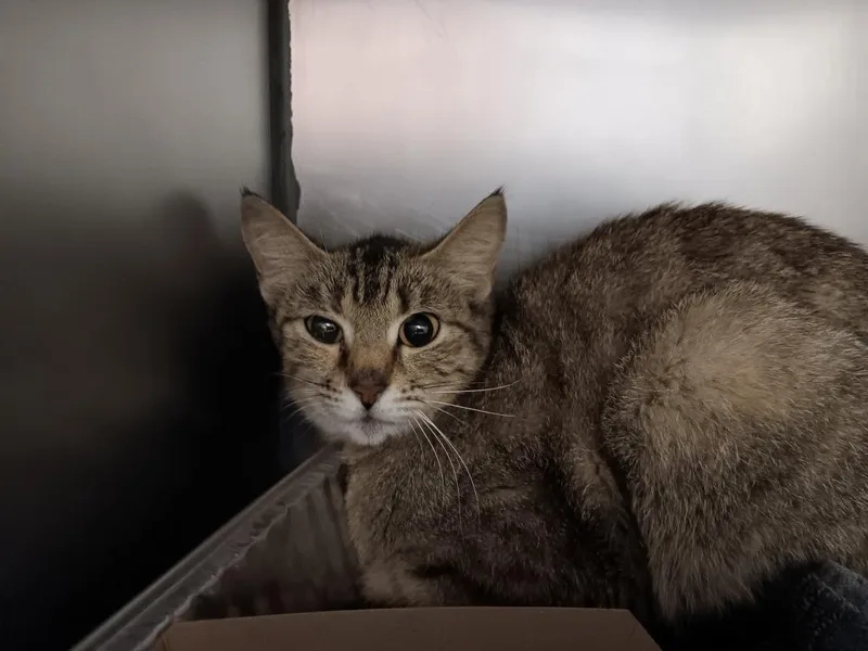 A young small-sized female Domestic Short Hair cat named Marron for adoption in New Braunfels, TX