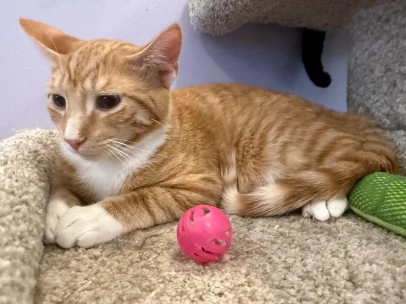 A baby medium-sized male Domestic Short Hair cat named Harpo for adoption in West Lafayette, IN