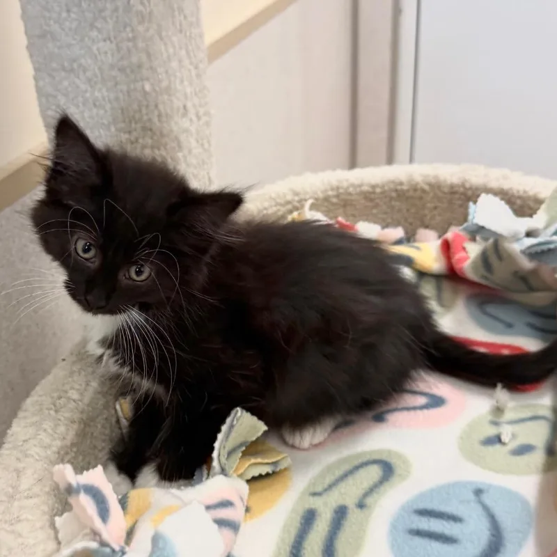 A baby small-sized female Black Domestic Long Hair cat named Bondi for adoption in Naperville, IL