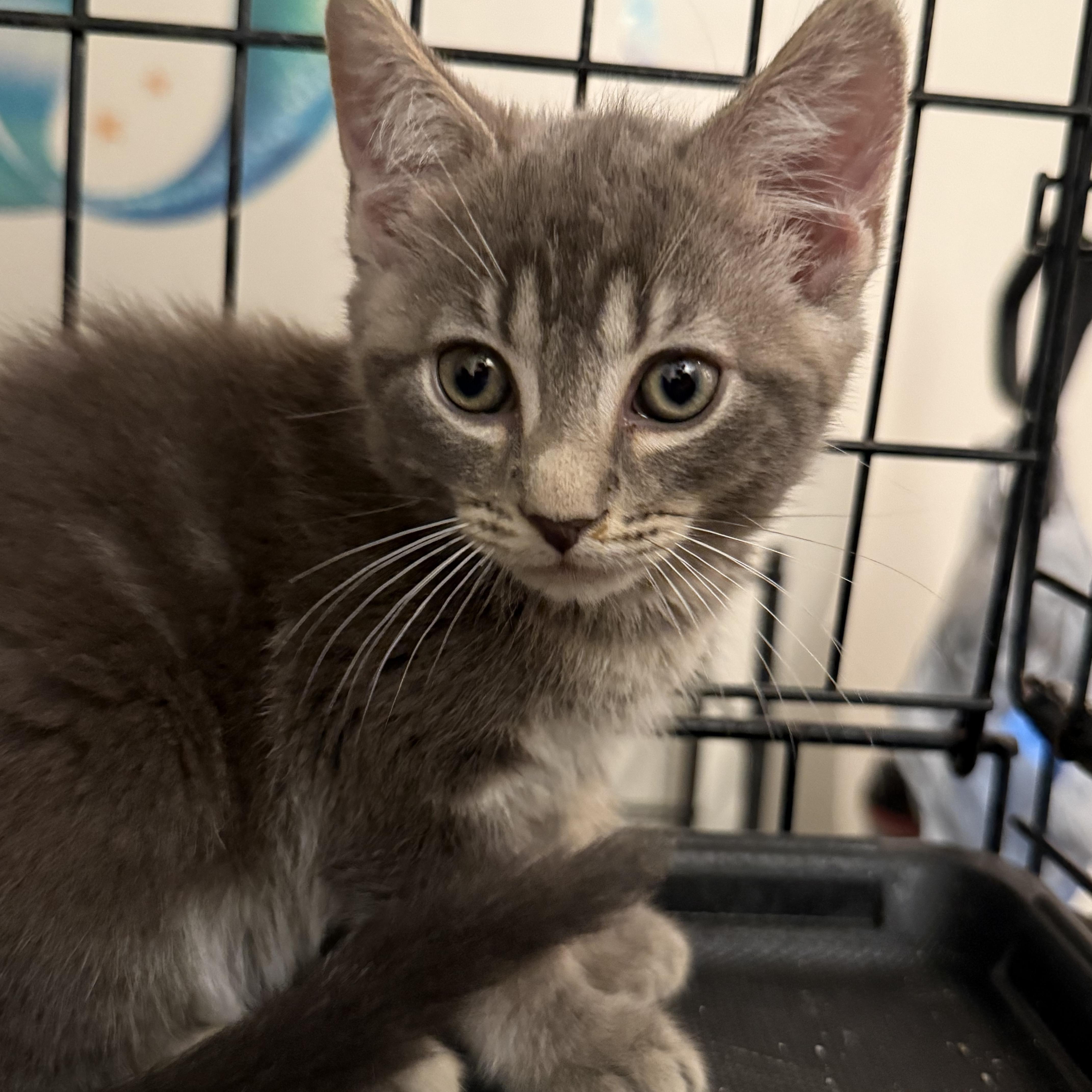 A baby large-sized male Tabby (Gray / Blue / Silver) Domestic Short Hair cat named Brutus for adoption in Intercession city , FL