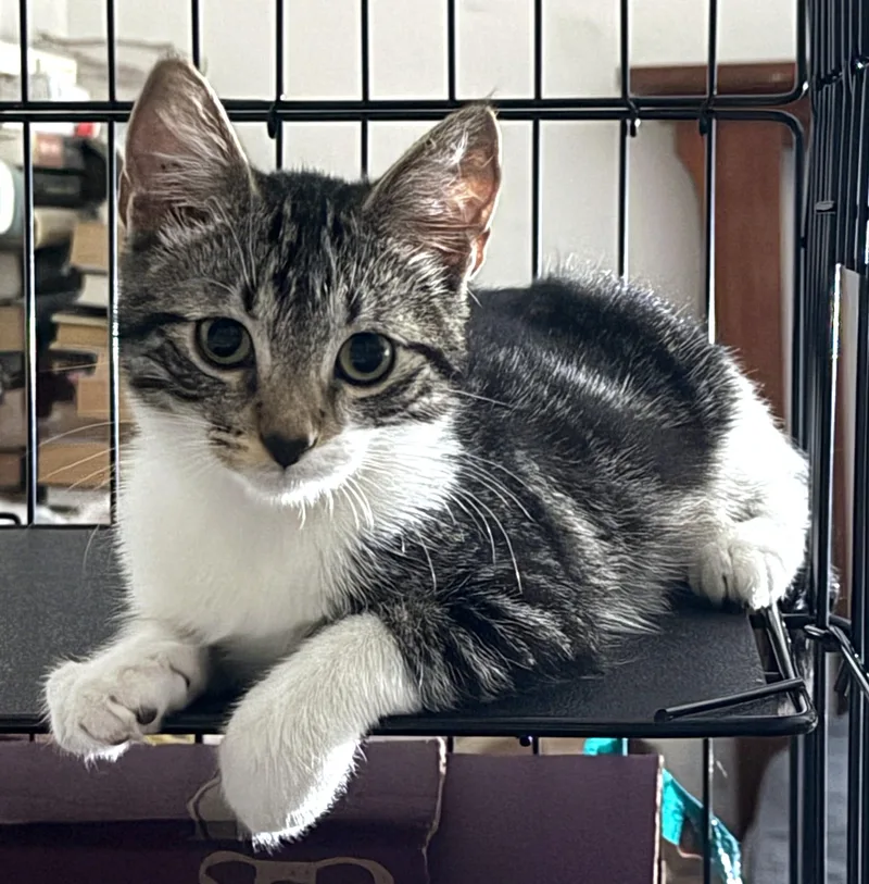 A baby small-sized female Tabby (Brown / Chocolate) Tabby cat named Cami for adoption in Burbank, CA