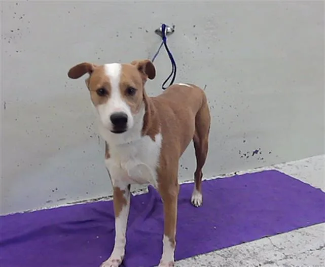 An adult medium-sized male Labrador Retriever dog named Mace for adoption in Houston, TX