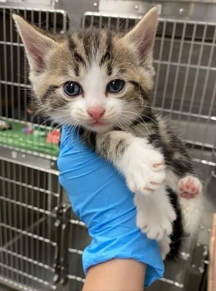 A young small-sized male Domestic Short Hair cat named Comet for adoption in Bowling Green, KY