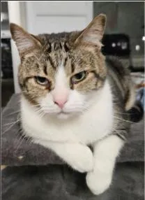 A senior medium-sized male Domestic Short Hair cat named Baylor for adoption in Greenfield, IN