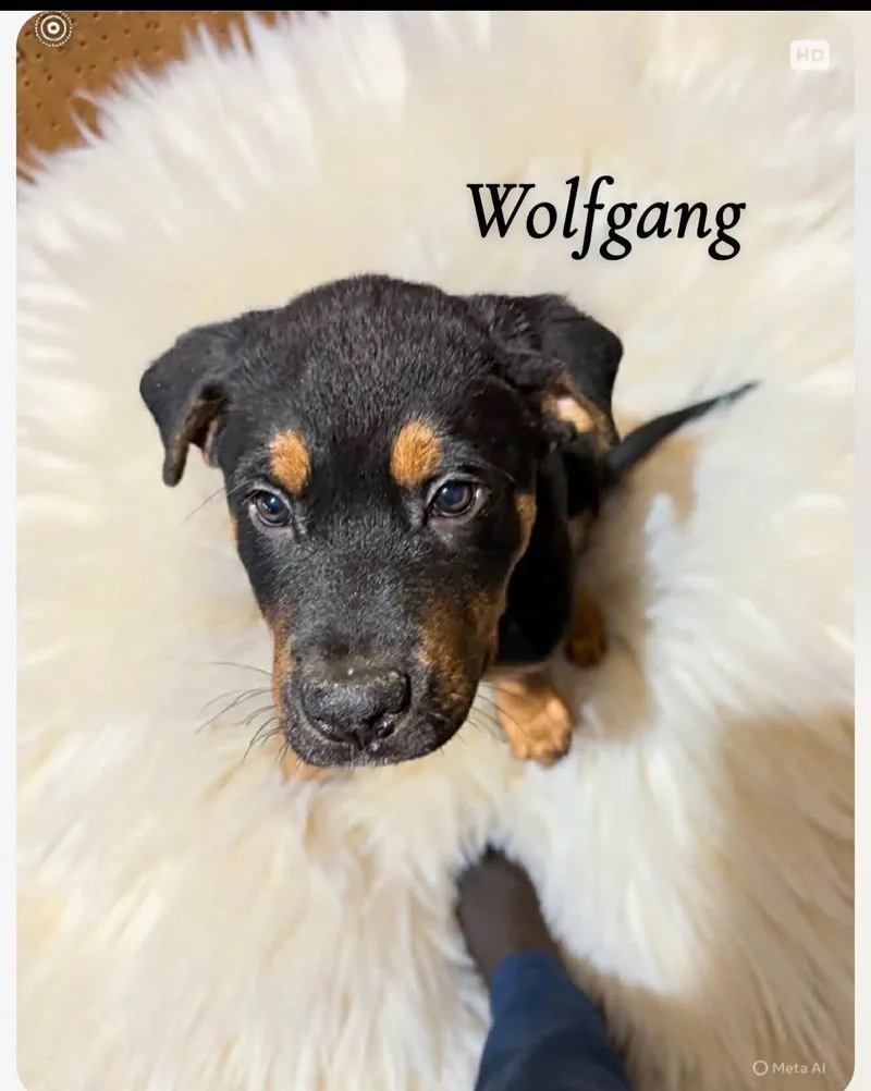 Wolfgang