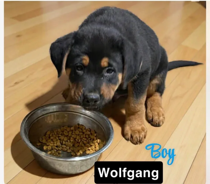 Wolfgang thumbnail 2