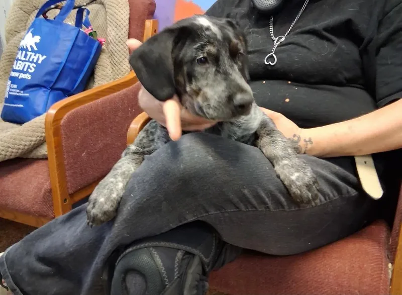 A baby medium-sized male Cattle Dog dog named Hank for adoption in Brownwood, TX