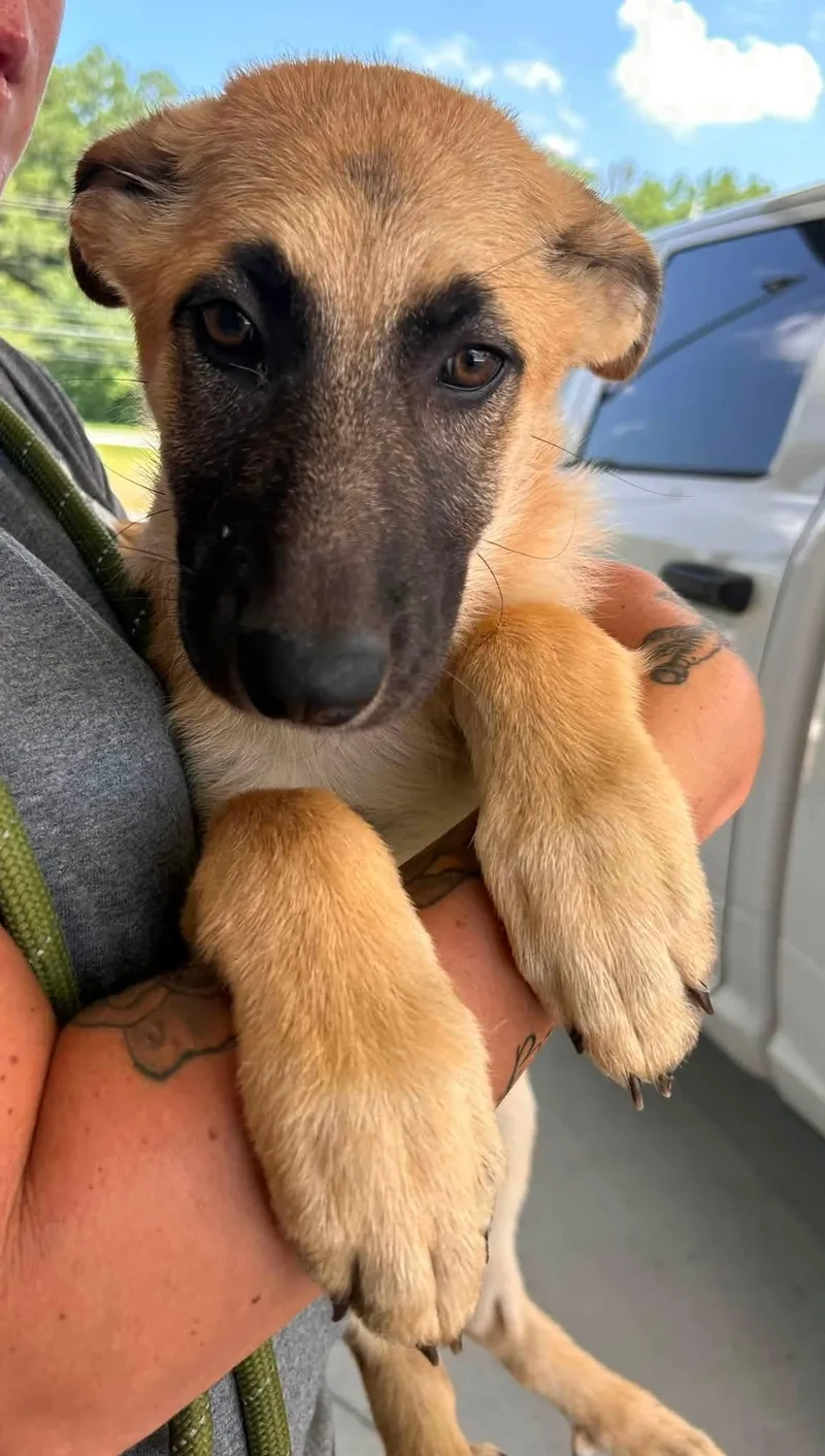 A baby medium-sized female Apricot / Beige Shepherd dog named Jane for adoption in Manchester, TN