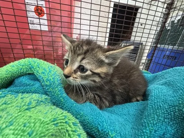 A baby small-sized female Domestic Short Hair cat named Rangoon for adoption in San Bernardino, CA