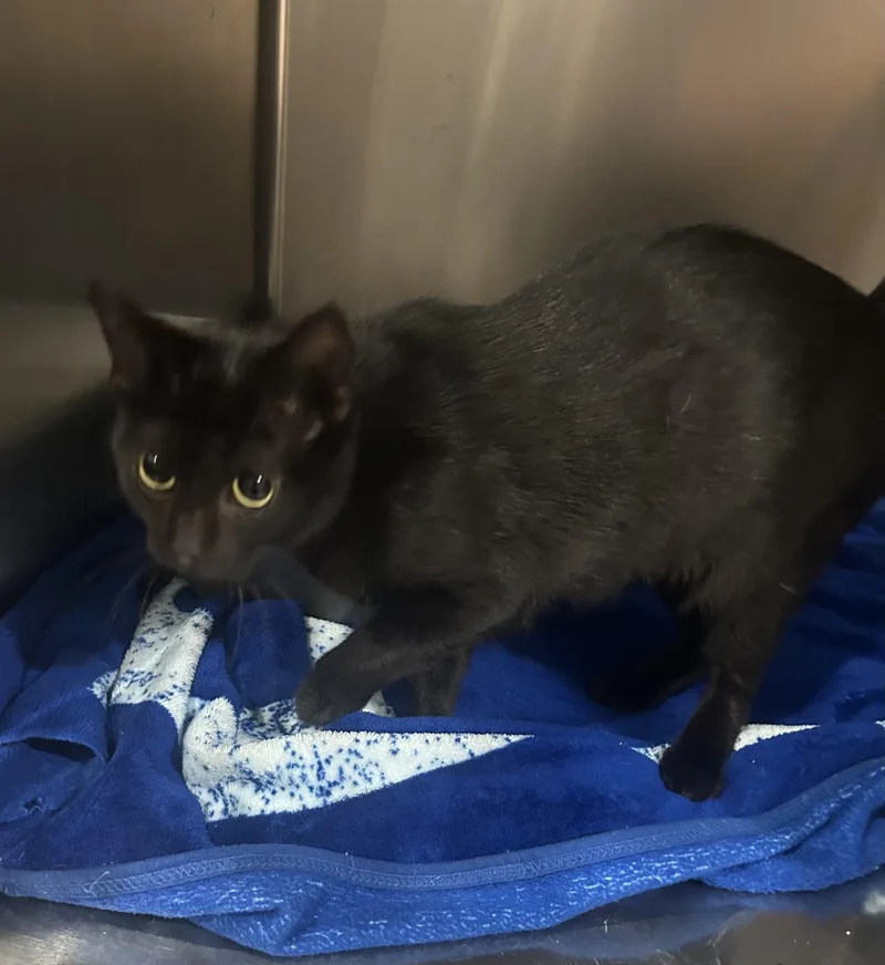 A young large-sized female Black Domestic Short Hair cat named Casper for adoption in North Kansas City, MO