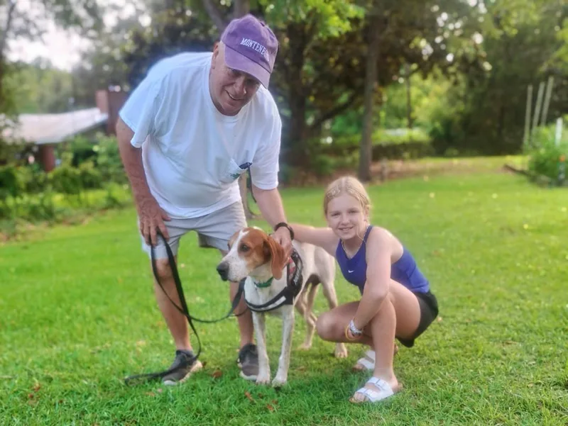 A young large-sized male English Coonhound dog named Kato for adoption in Leawood, KS