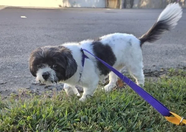 A young small-sized female Shih Tzu dog named Cookie for adoption in Oakland, NJ