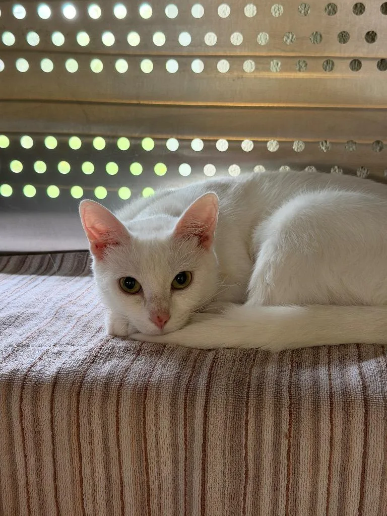 A young small-sized female Domestic Short Hair cat named Duchess for adoption in Hyde Park, NY