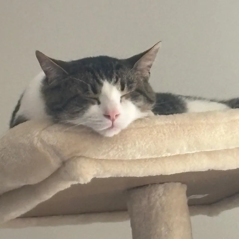Mr. Mikey thumbnail 3