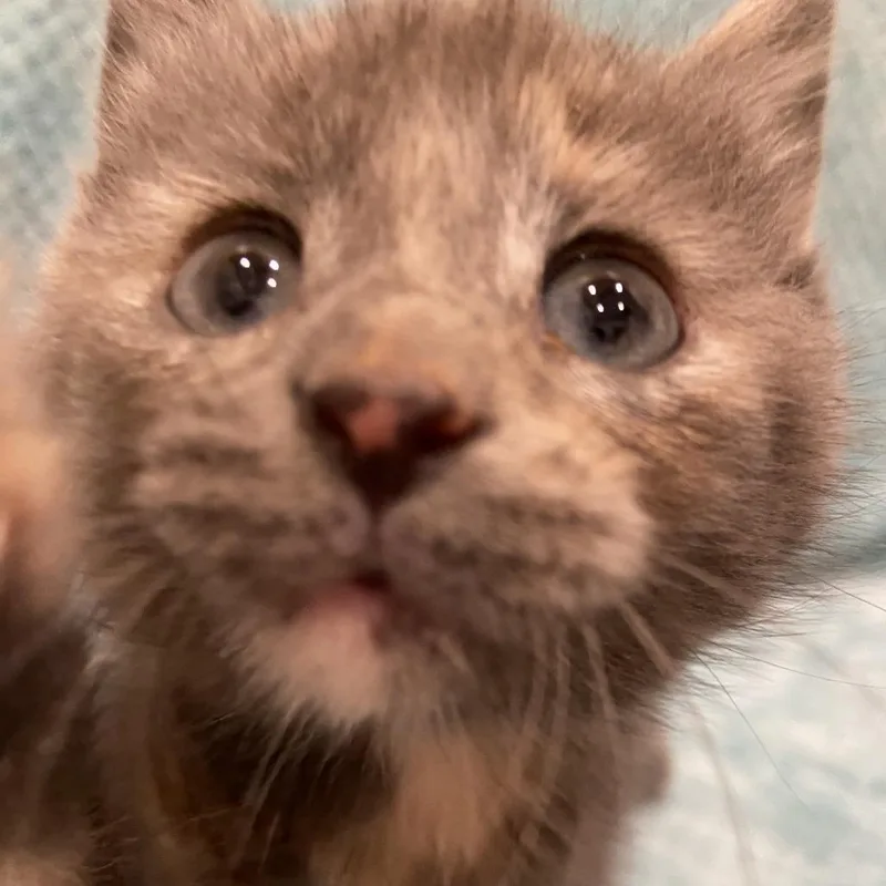 A baby small-sized female Tortoiseshell Domestic Short Hair cat named Beetle for adoption in Washington Township, OH